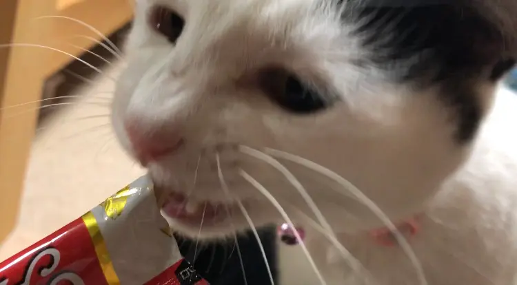 【我が家のペット】MOREにも一緒に出させていただいた、まったりおばあちゃん猫をご紹介♡_3