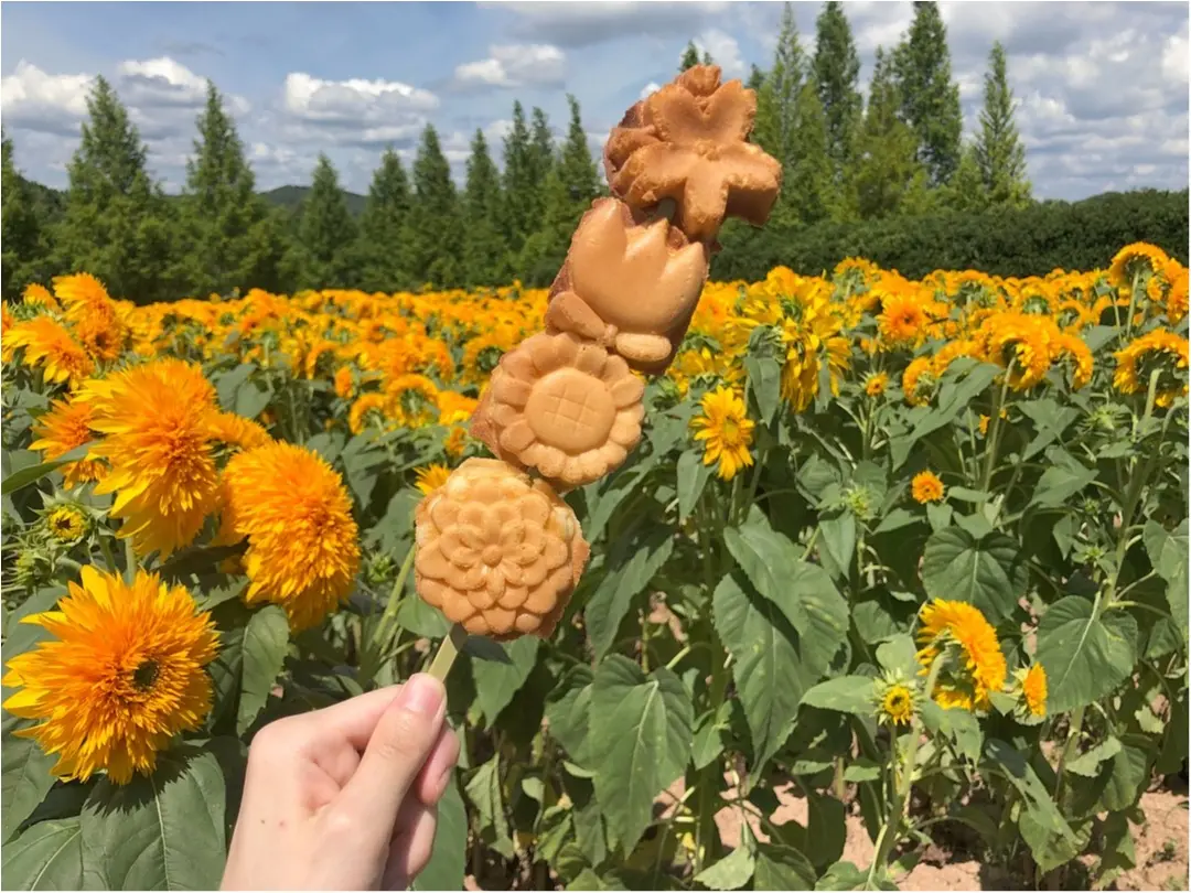 美しい夏の絶景♡ 100万本のひまわりが一面に広がる『ひまわり畑』が見たい♡♡_4