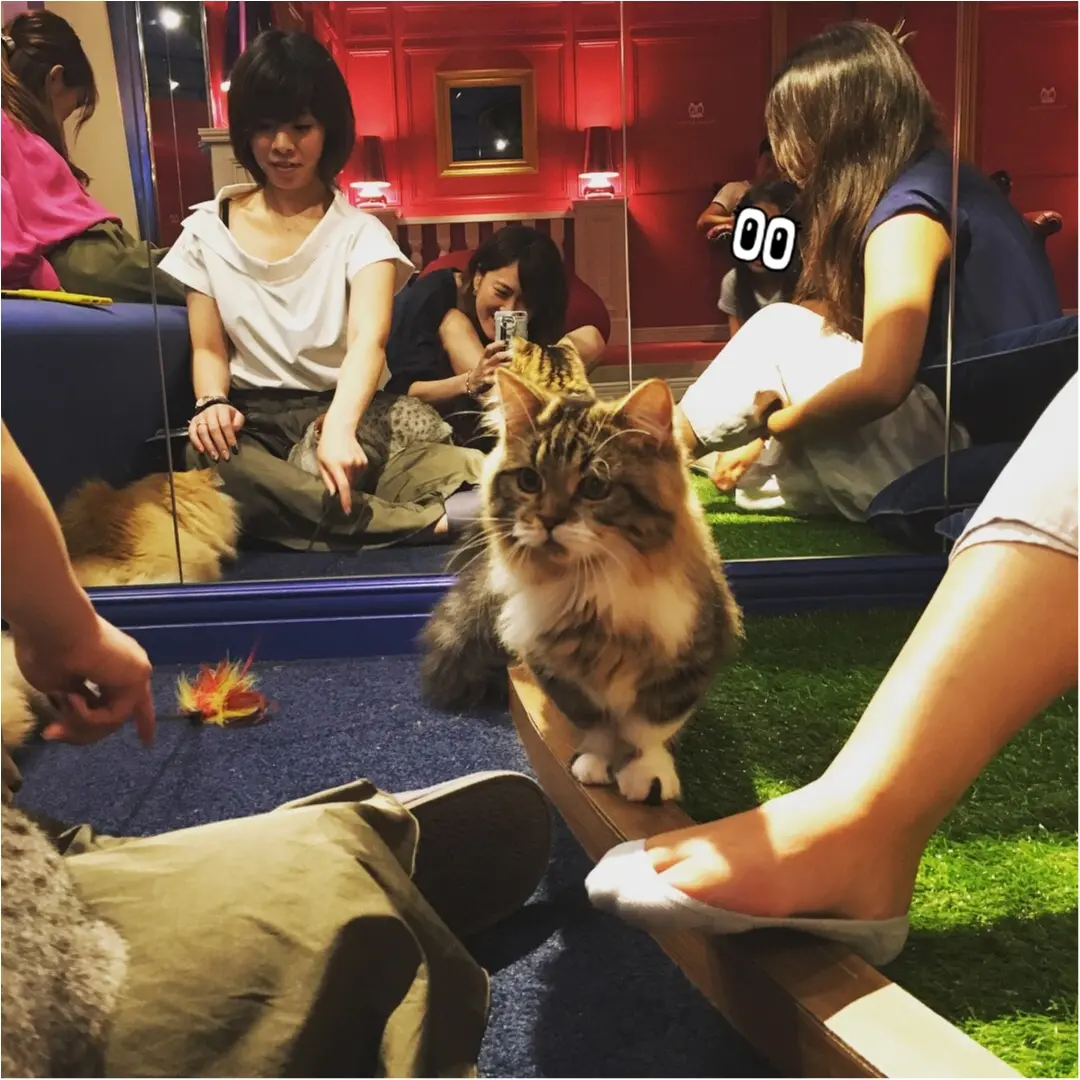 原宿の猫カフェでもふもふしてきました!_1