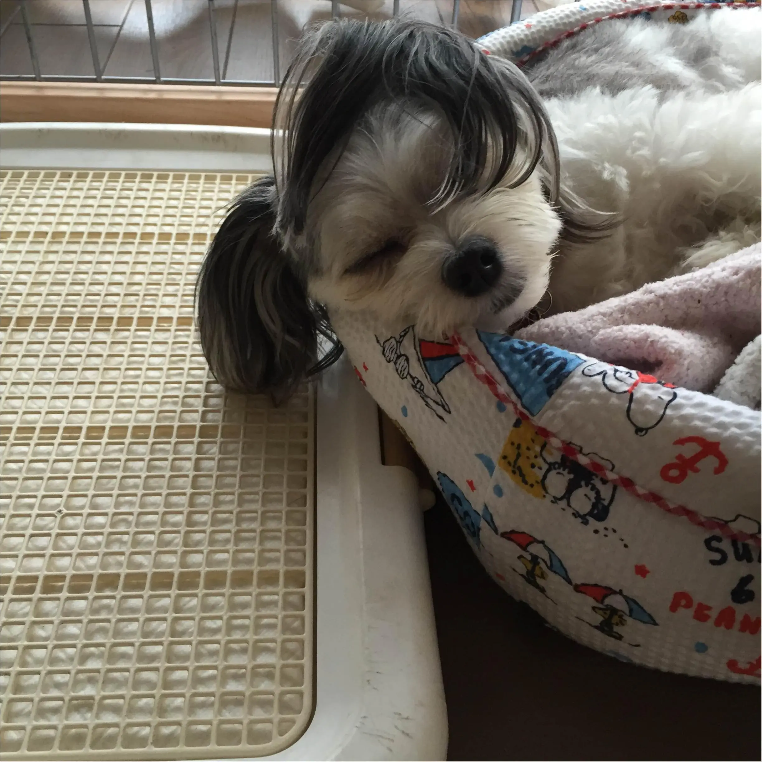 今日のわんこ 太郎くん チワワ×マルチーズのミックス_1
