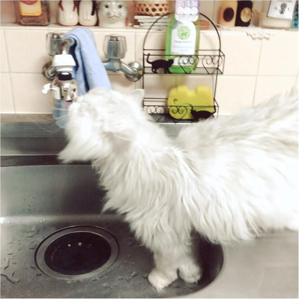 【今日のにゃんこ】のどが乾いたトラくん。水道からお水をぺろりん♪_1
