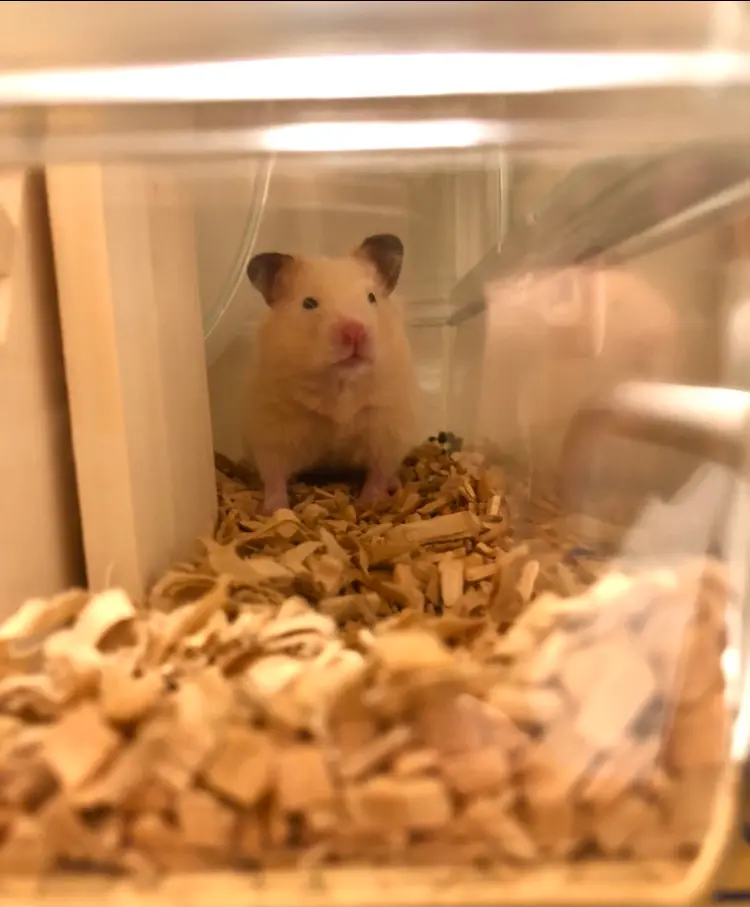 【我が家のペット】キンクマハムスターのおこめです♡_4