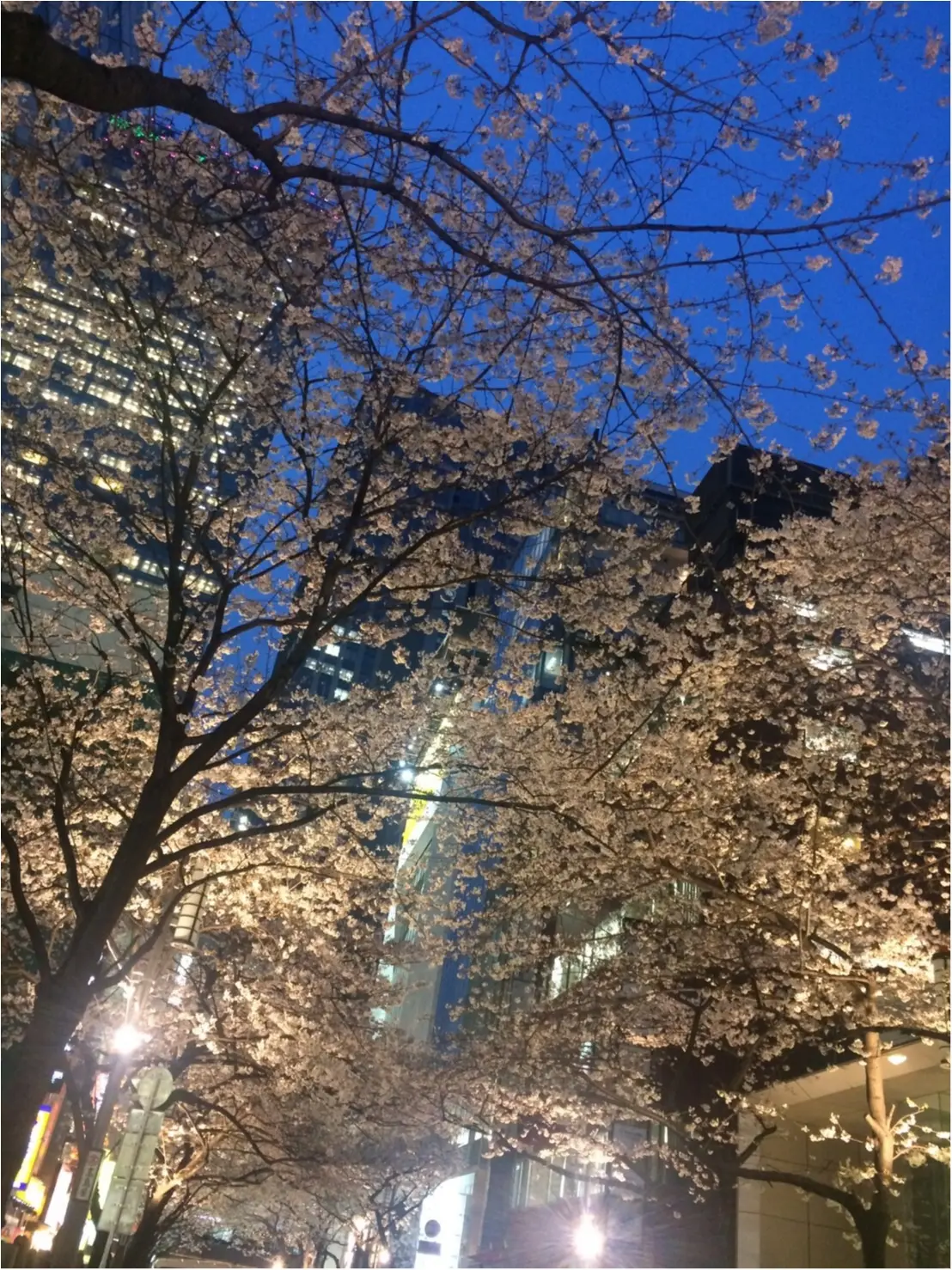 【桜通信】週末で散っちゃう!?最近の桜事情_2