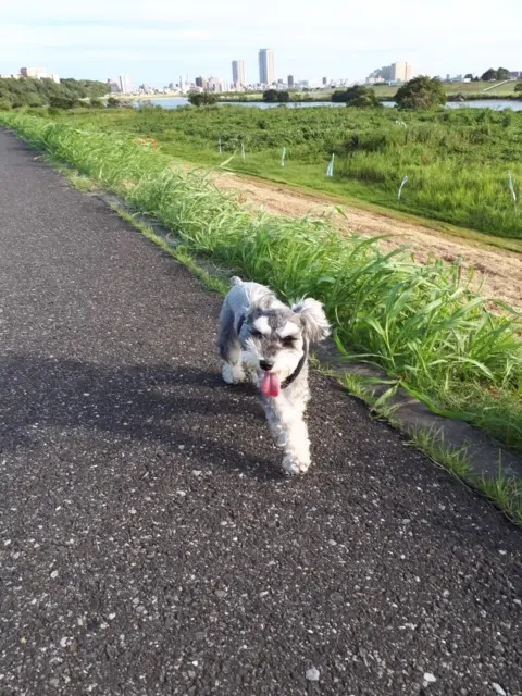 【今日のわんこ】長いヘアがうっとうしそうなサクラちゃん_1