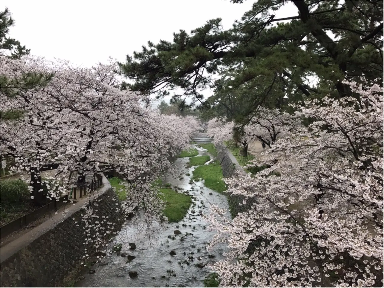 【関西お花見スポット】「日本さくら名所100選」にも選定!夙川に映る桜が美しい♡_7