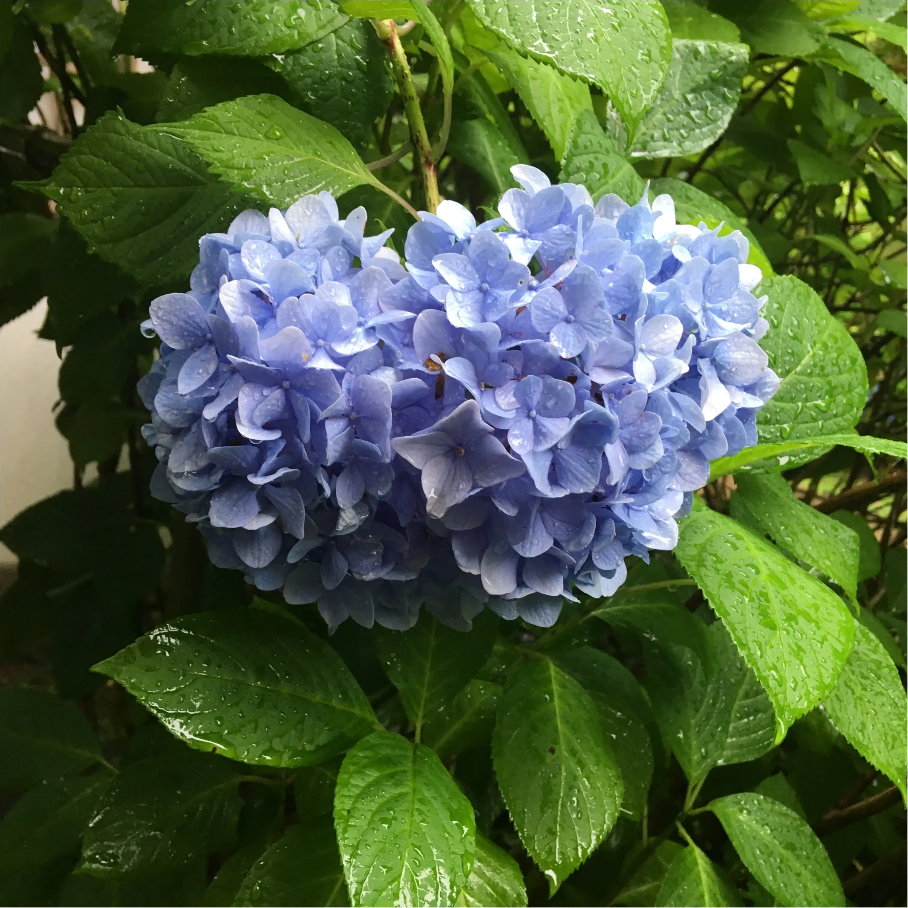 鎌倉の「あじさい寺」へ行ってきました♪_2