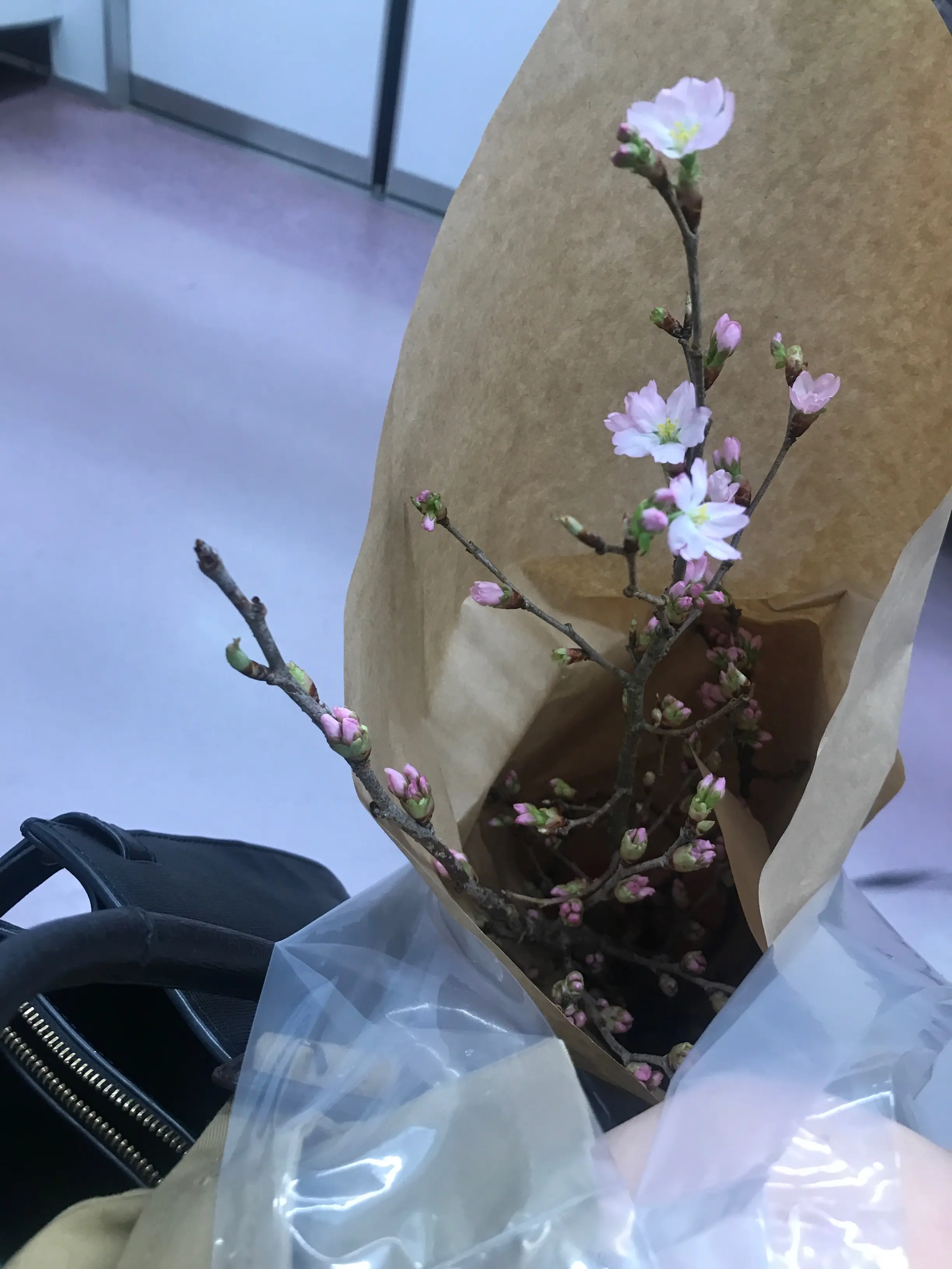 【おうちでお花見♡】AOYAMA FLOWER MARKETの桜が咲きました♩_8
