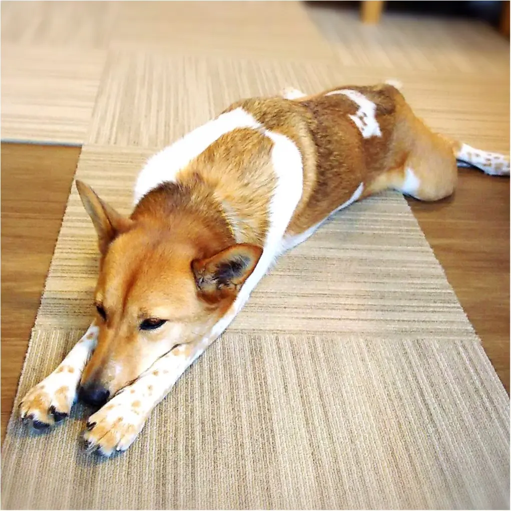 【今日のわんこ】寒い朝は……。こだまちゃんの温活ライフ!_1