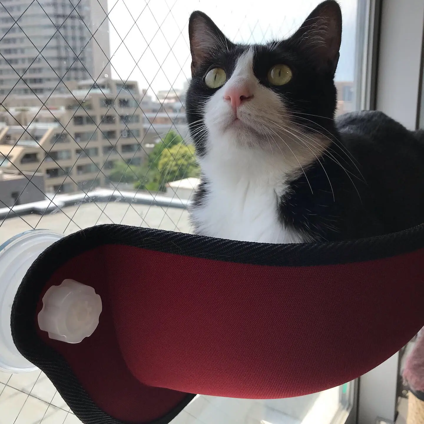 【今日のにゃんこ】真っ赤な窓ベッドでくつろぐルウくん★_1