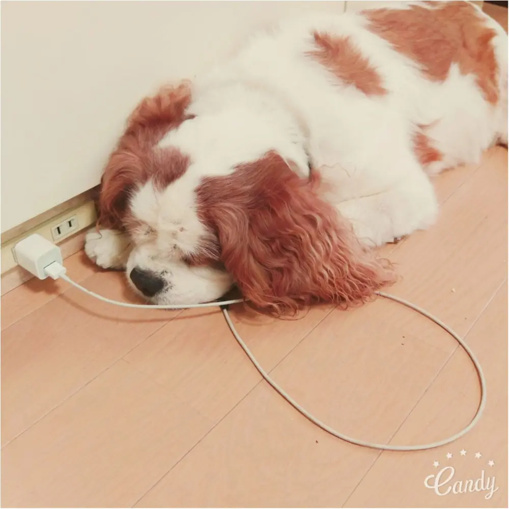 【今日のわんこ】終わるまで少し待って。ナッツくんは、充電中♡_1