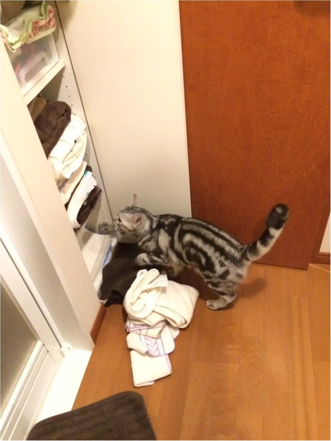 【今日のにゃんこ】ガンバルにゃ! アランくんはママのためにタオルを準備中_1