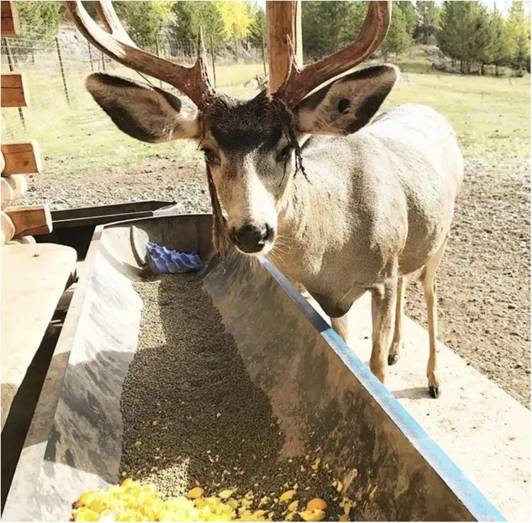 うたうゆきこがお届け✨シーズン到来!カナダオーロラへの旅✨その7_3