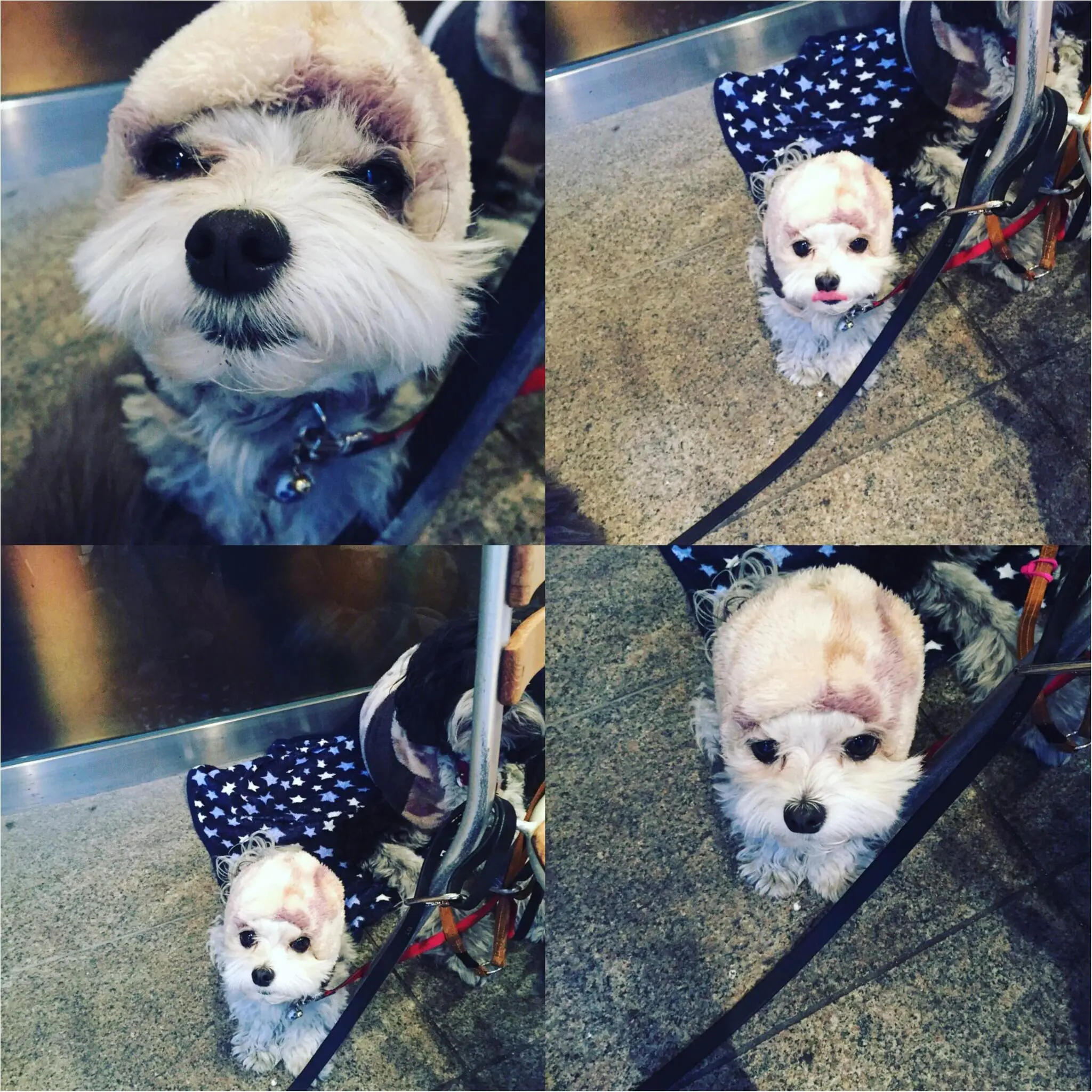 【今日のわんこ】あったかいフードをかぶってご機嫌の太郎くん。_1