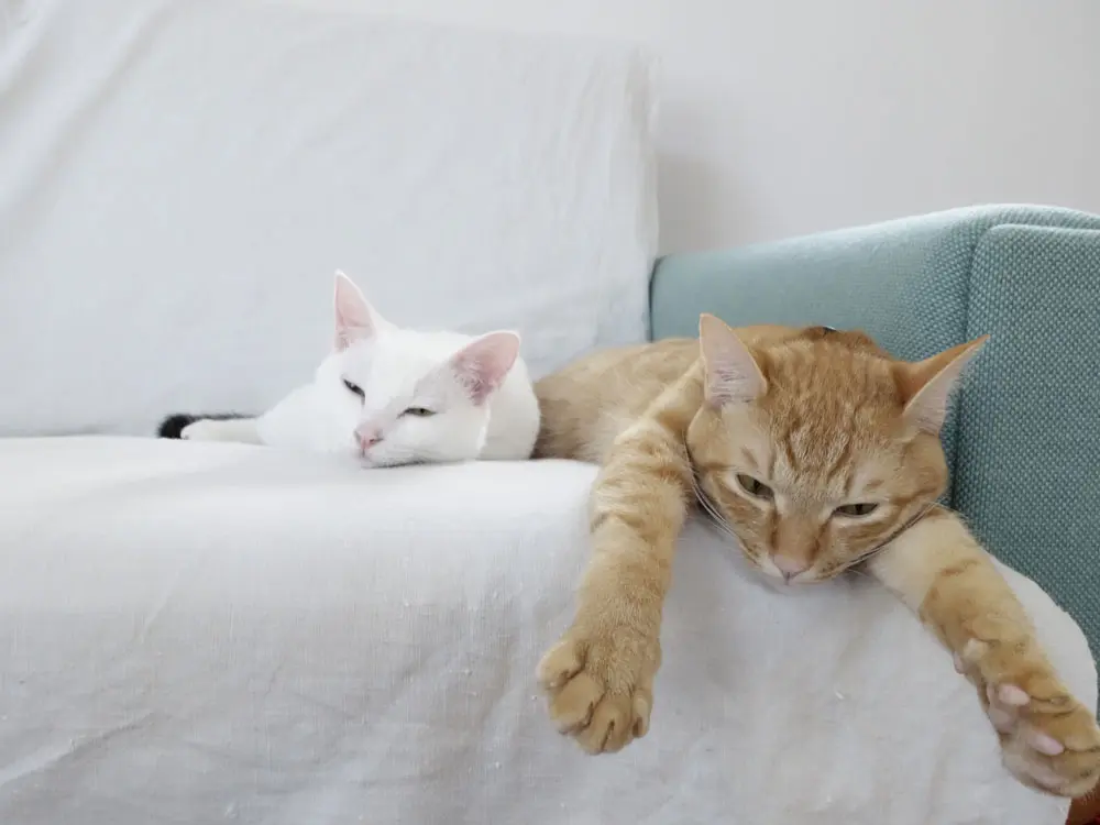 【今日のにゃんこ】あったかくなってもくっついていたいにゃ♥ ちゃとらんくんとしっぽちゃん_1