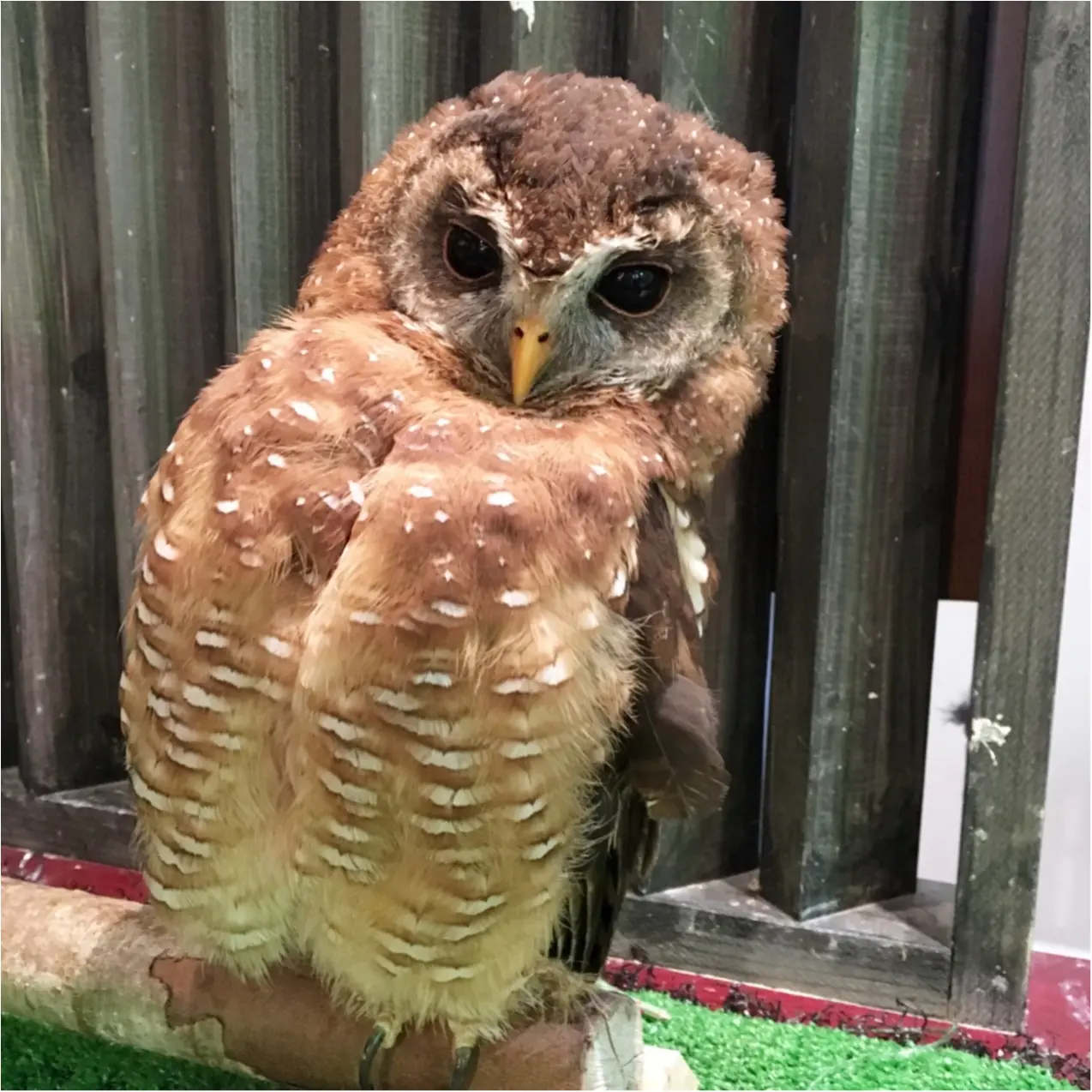 フクロウと触れ合える♡ 癒しのフクロウカフェが大人気!_1