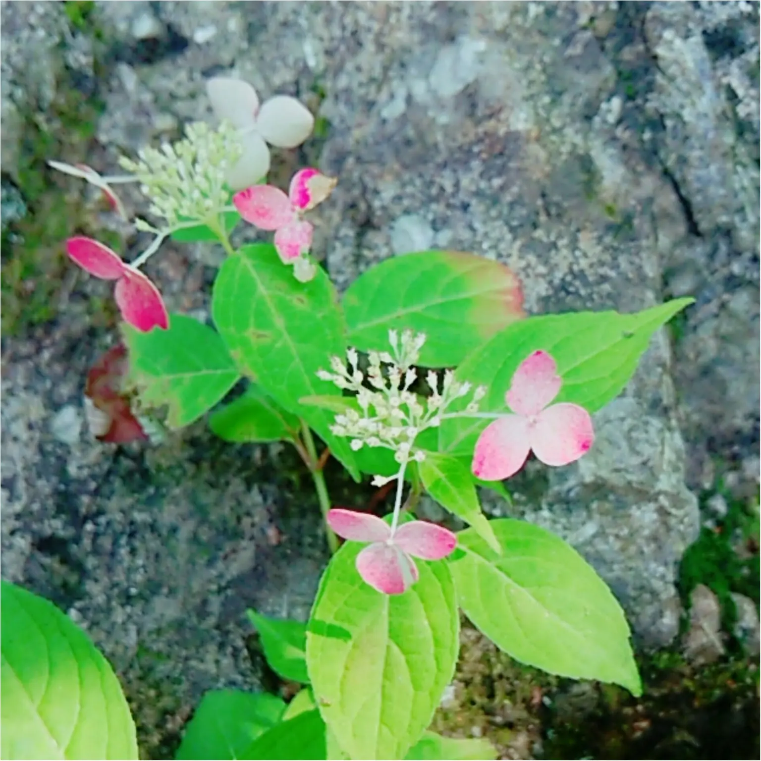 【岐阜おでかけスポット】東海地方の紫陽花の名所「あじさいの山寺 三光寺」(443 まゆ _7