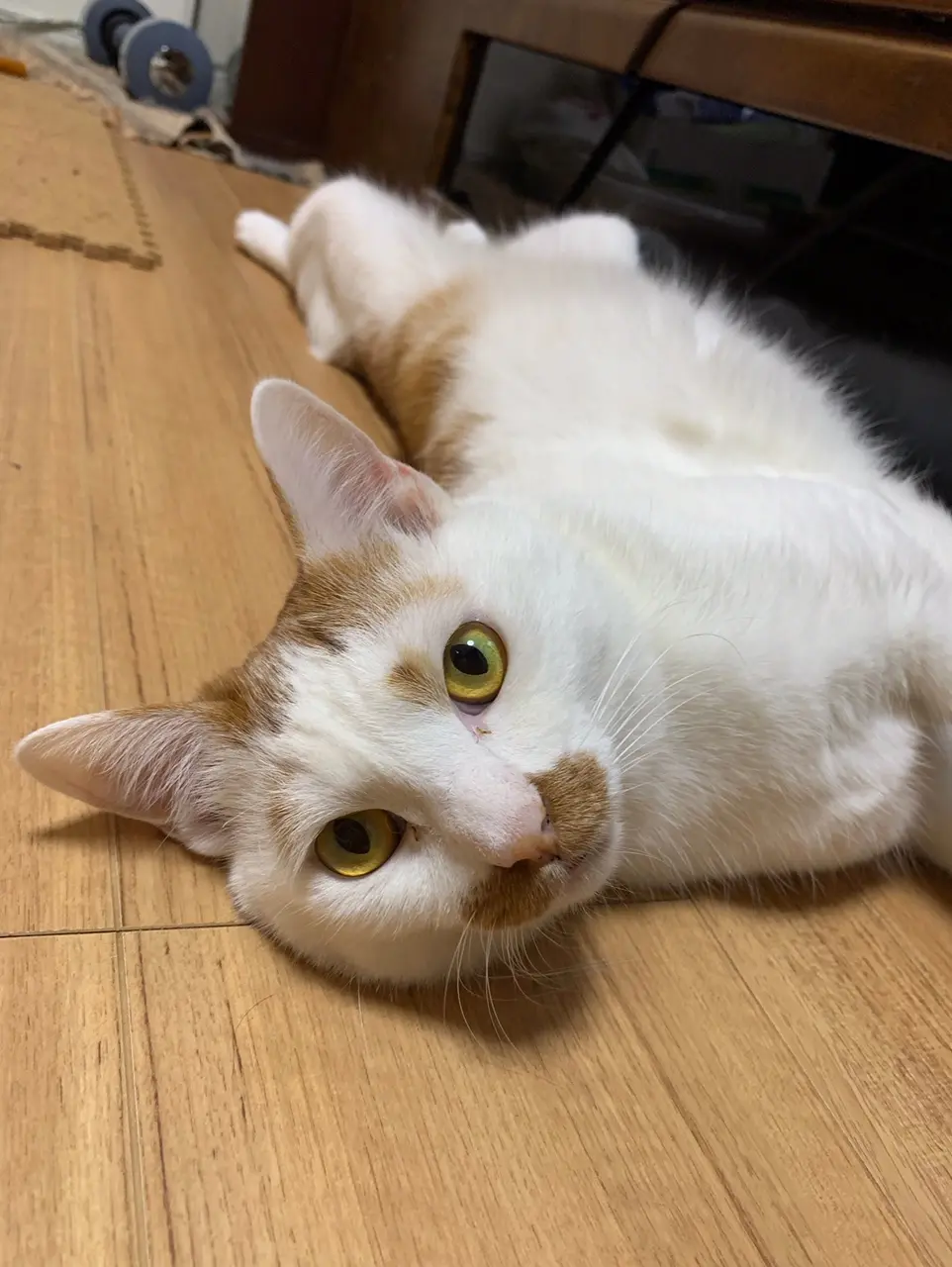 【今日のにゃんこ】その体、一体どうなってるの(笑)!? ねじれまくりのラビくん_1