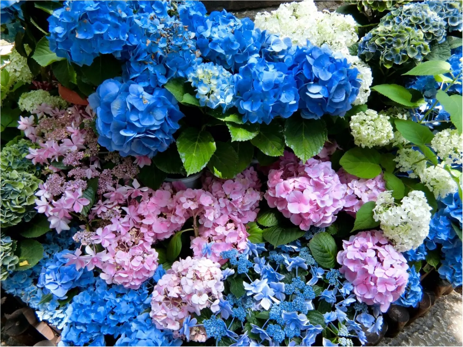 【今が見頃!】6月のおでかけは紫陽花まつりがおすすめ*写真映えするコーデのポイントも♡_5