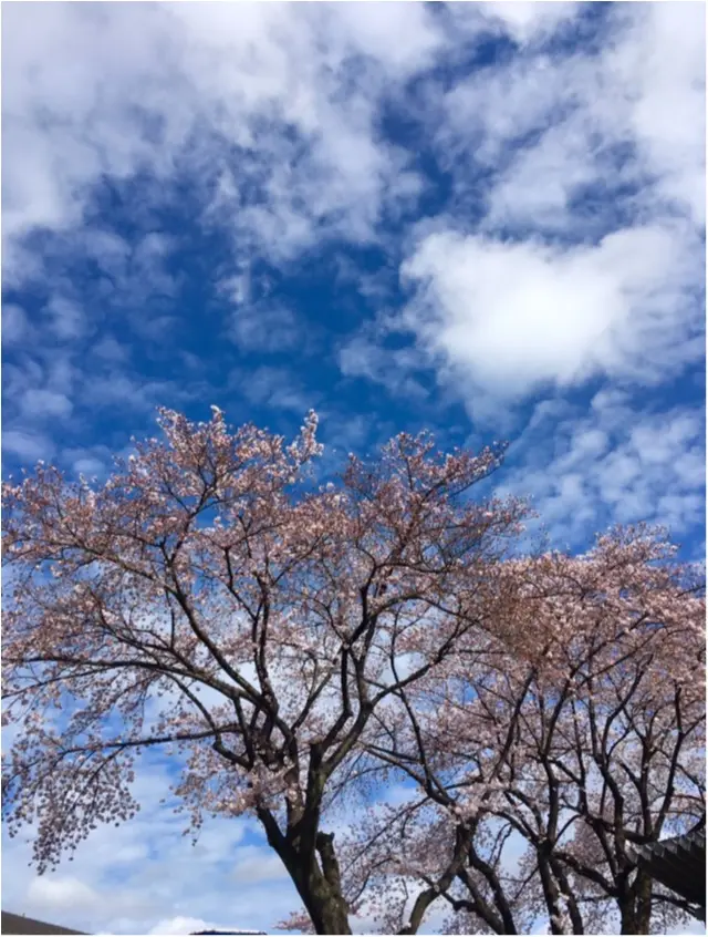 【桜通信】週末で散っちゃう!?最近の桜事情_4