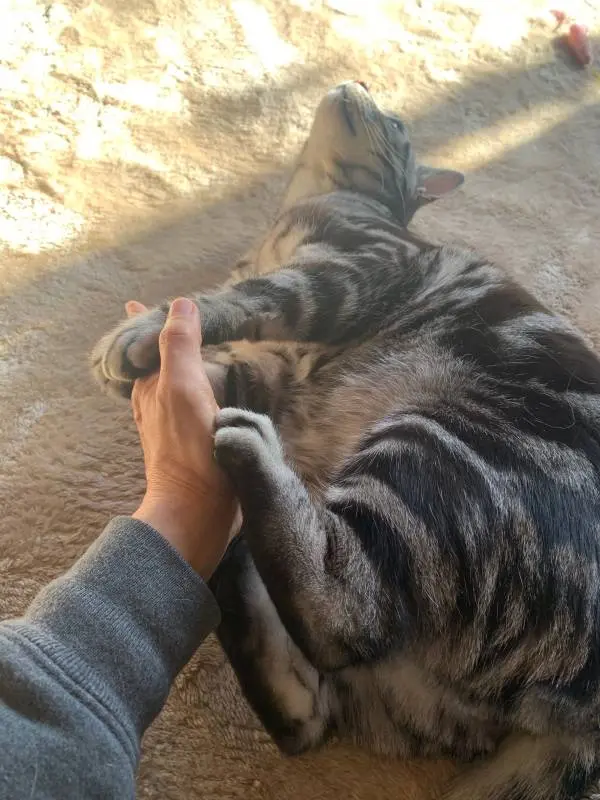 家の庭で日光浴を楽しむ猫・ソラくん