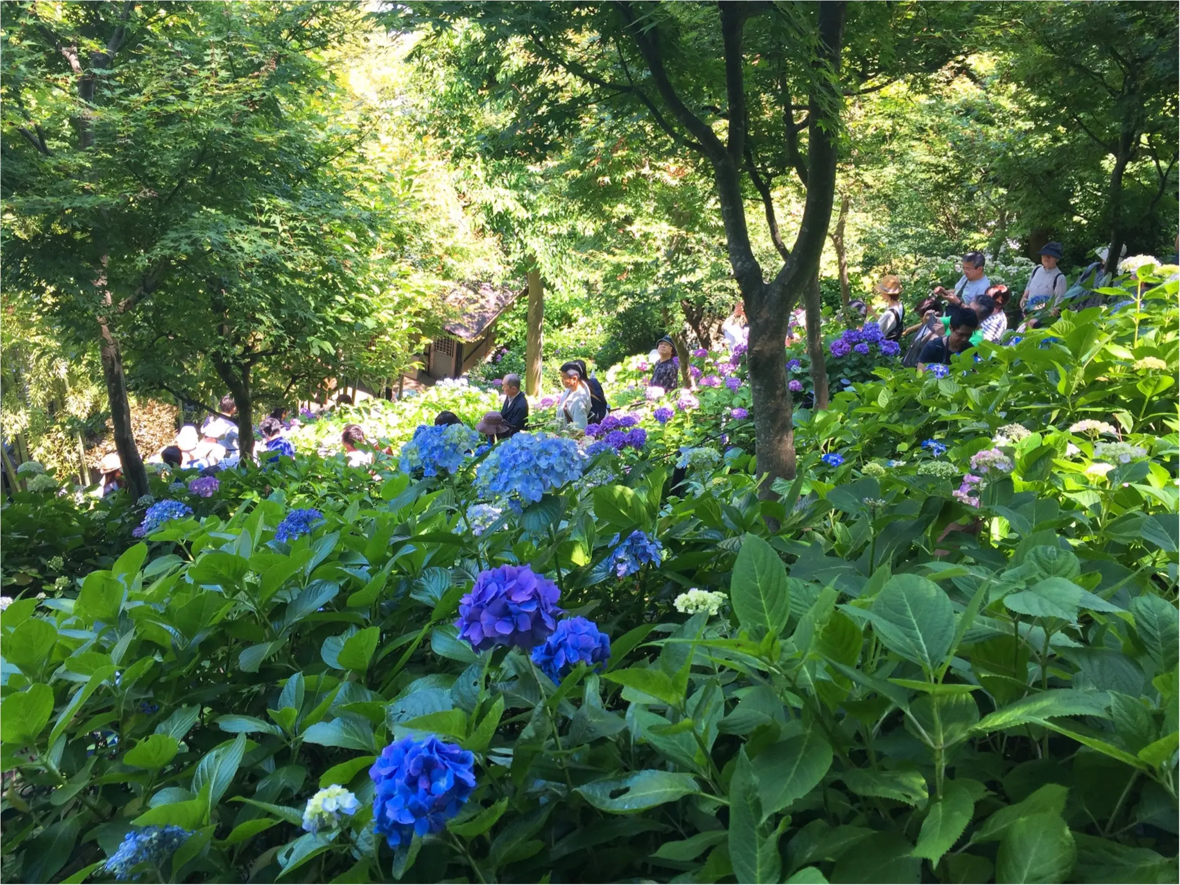 【鎌倉・長谷寺】紫陽花が見頃!待ち時間にオススメのランチスポットをご紹介♡_8
