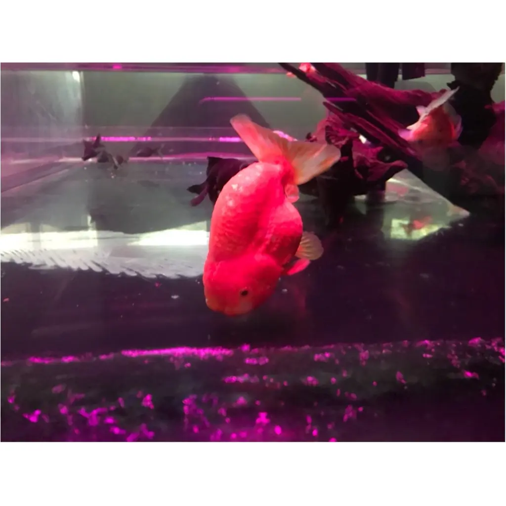 【アートアクアリウム2018〜江戸・金魚の涼〜】今年も日本橋へ!和と四季を楽しもう!_4