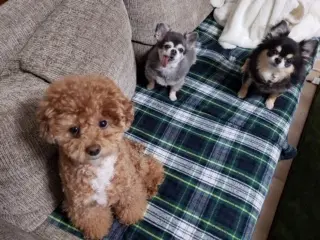 【今日のわんこ】ぽんたくんが見つめ始めると、みんなもジッと見てきます_1