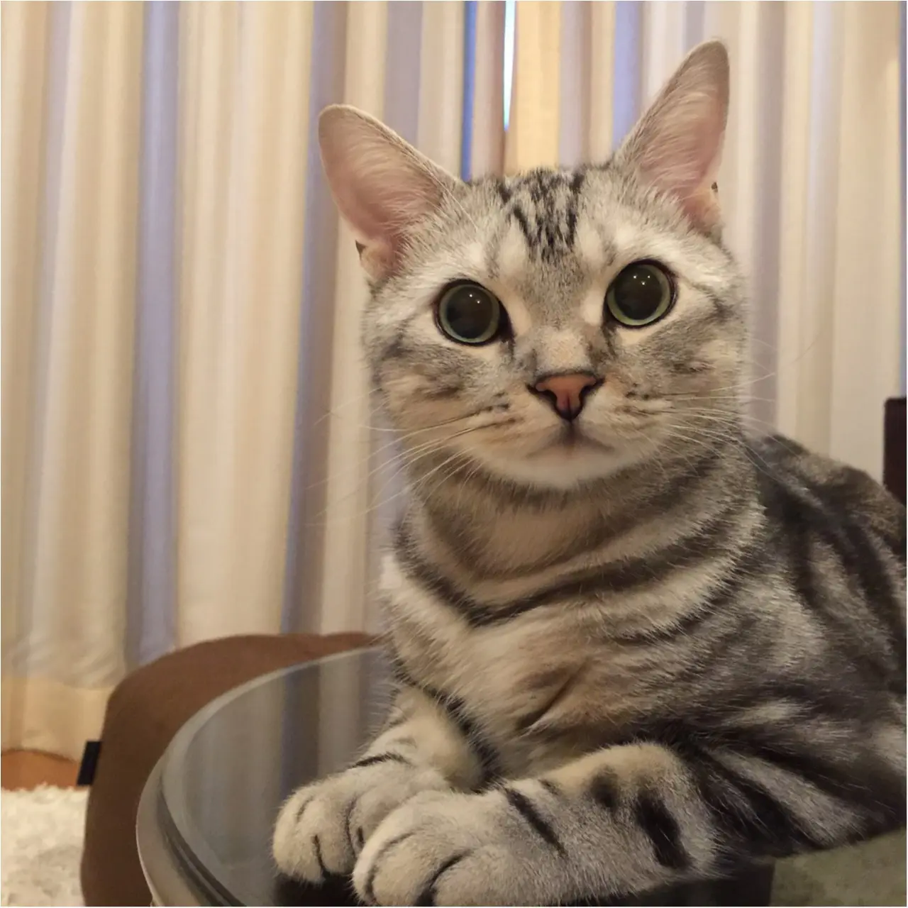 【今日のにゃんこ】ノーブルなムード♡ アランくんは高貴な生まれ……!?_1