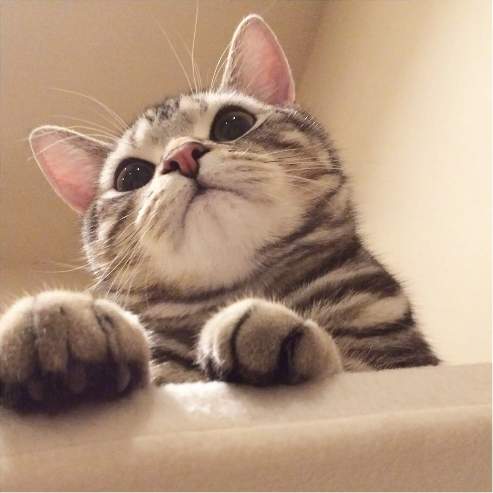 【今日のにゃんこ】胸キュンの可愛さ♡ アランくんの下からアングルをスクープ_1