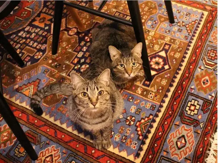 なでなで待ちをしている雑種猫・がんくんとサンちゃん