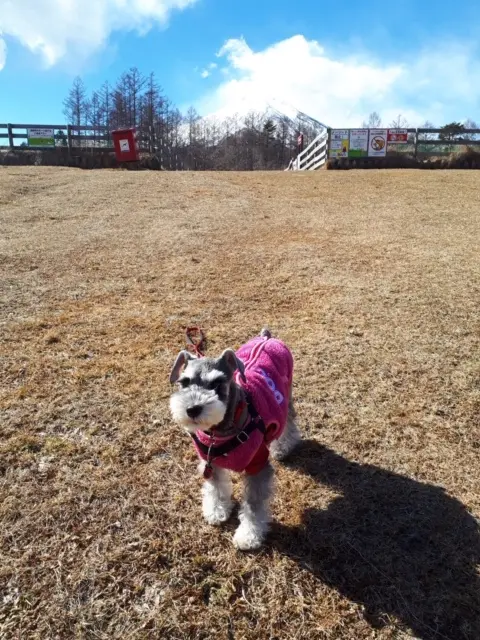 【今日のわんこ】気持ちの良い日に、青空の下お散歩☆ サクラちゃん_1