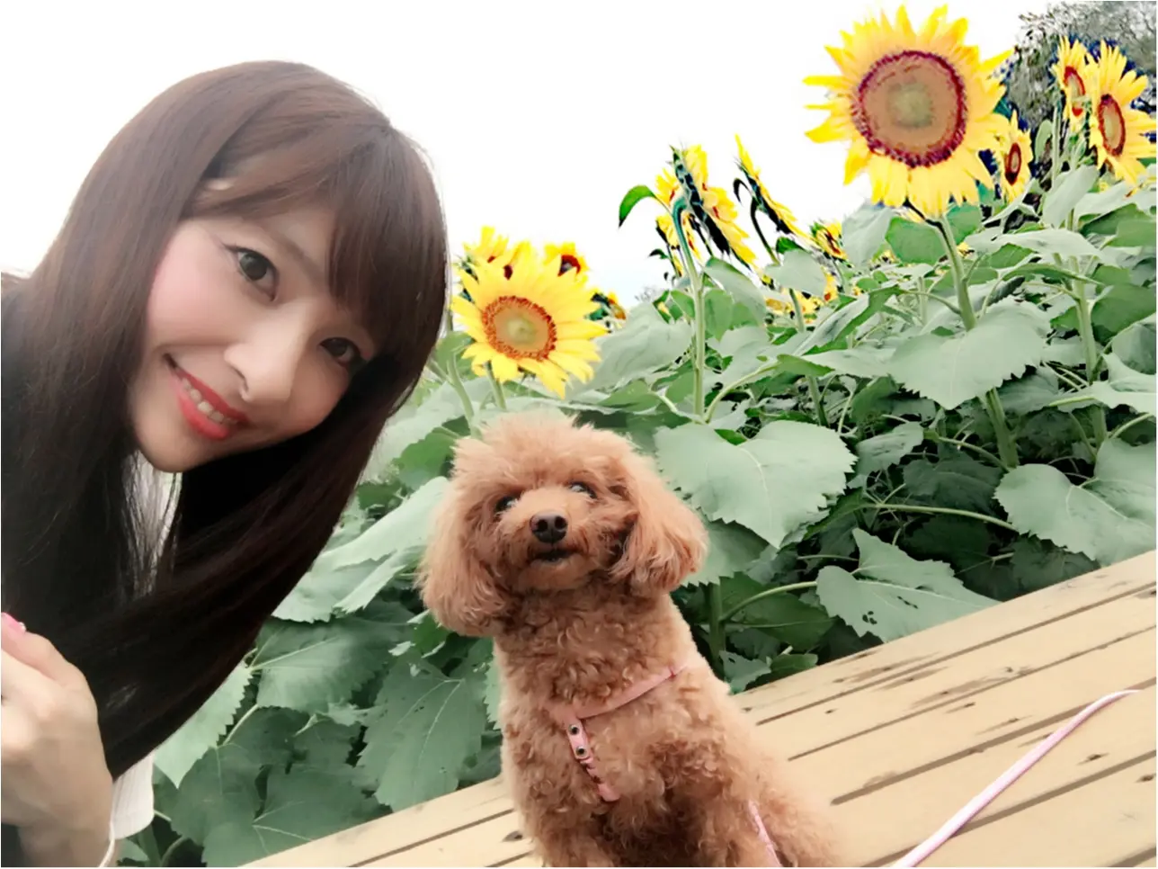 ♡【都内から1時間ちょっと】ひまわり畑見てきたよー♡モアハピ◡̈のぞみ♡_1