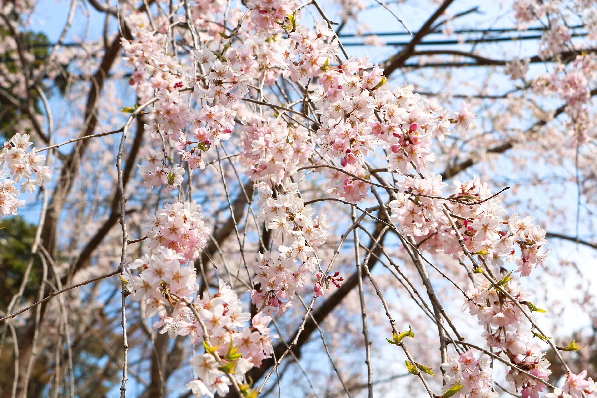 平成最後の桜です_2
