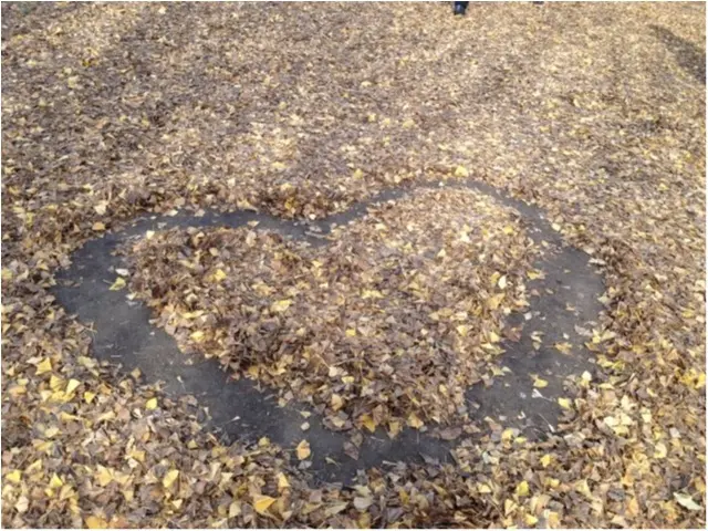 【私がおすすめする紅葉スポット】一度は歩きたい!《イチョウ並木の黄色いじゅうたん》がココにあります!!_5
