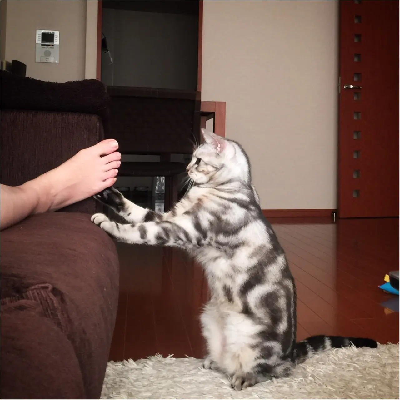 【今日のにゃんこ】こっそりこちょこちょ♡ アランくんはいたずらっ子♪_1