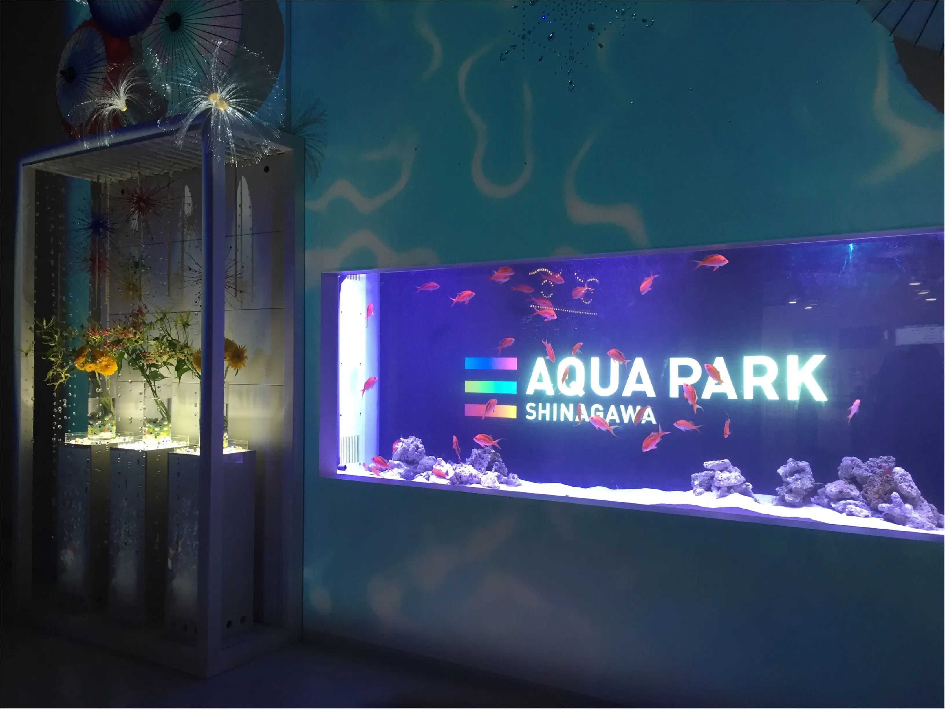 昼と夜でイルカショーが変わる!?光・音・映像と海の生き物のコラボレーション ✨《*アクアパーク品川*》の魅力☆★ _3
