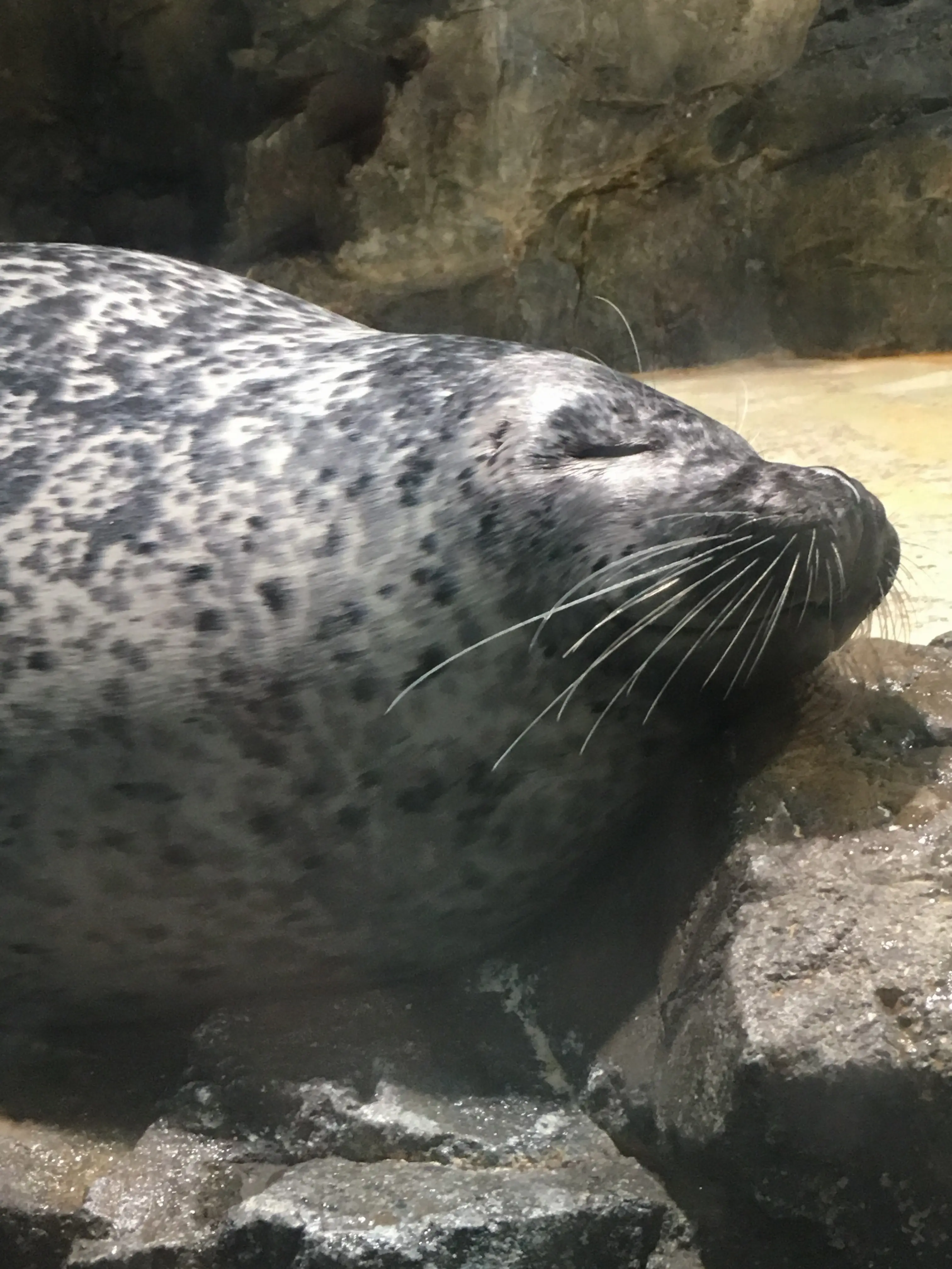 クラゲ✖花火♡アートな水族館アクアパーク品川に潜入♪byじゅな_14