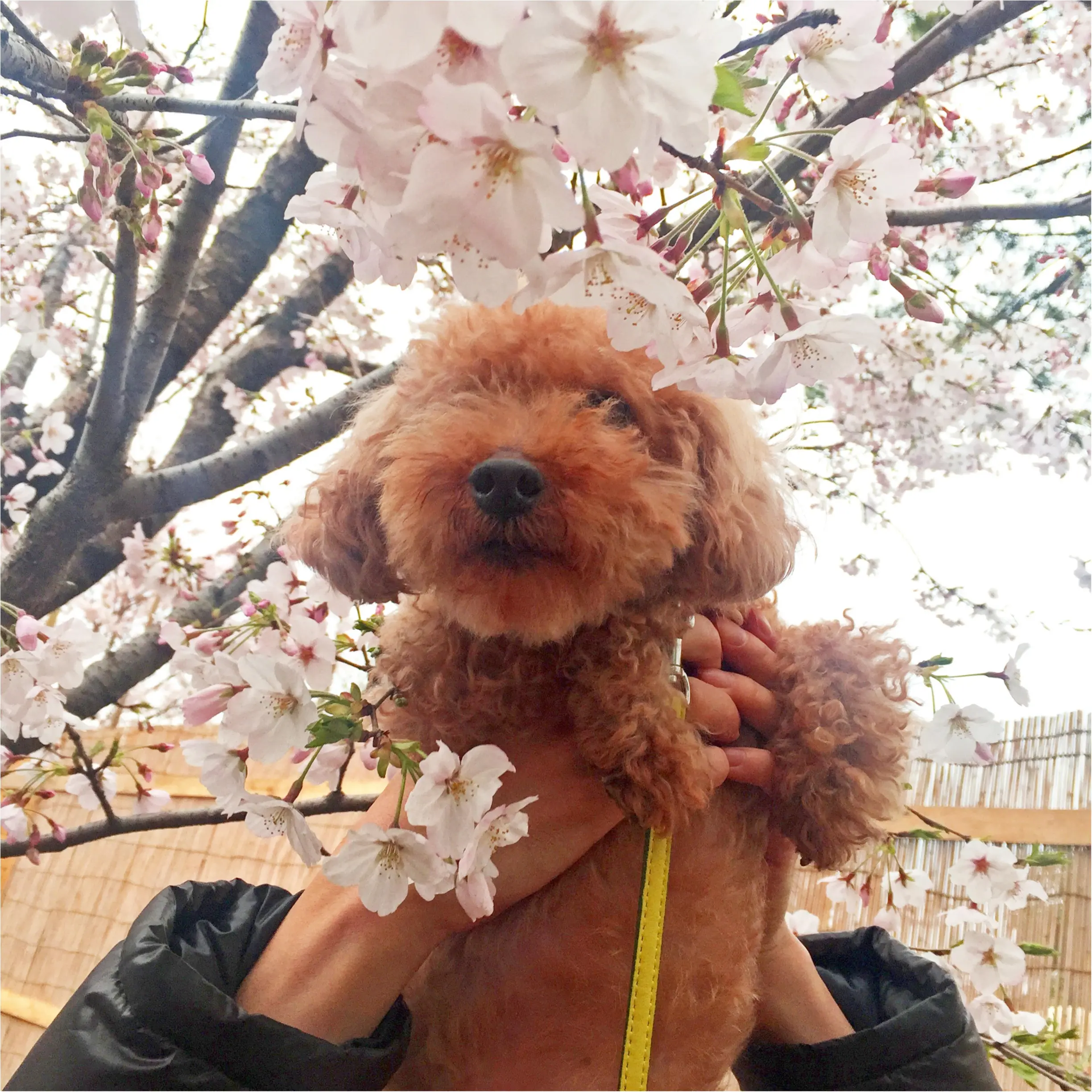 【今日のわんこ】お花見がしたいワン♪ 早くも来年が待ち遠しいプーニョくん_1