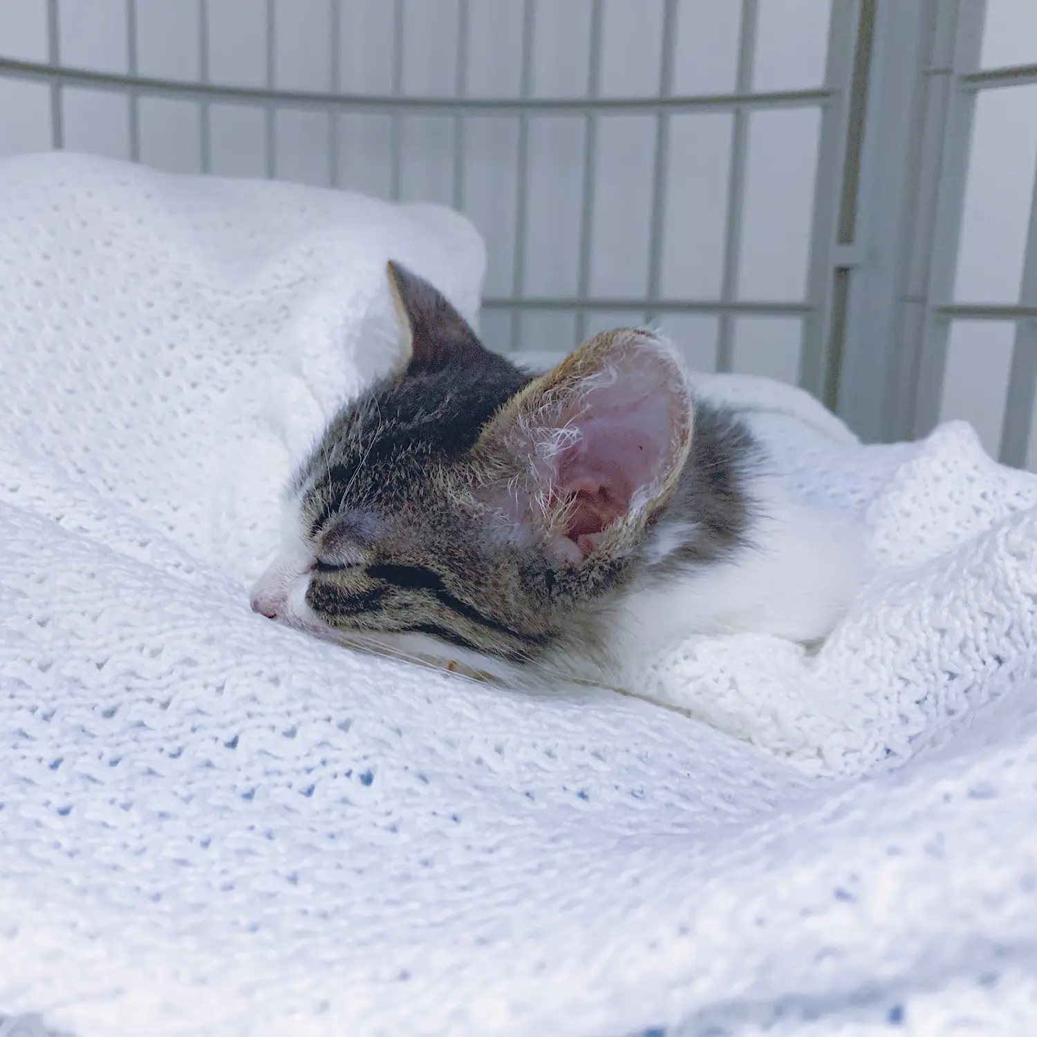 保護猫ちゃんを迎え入れました!♡( ˘ω˘ )♡_3