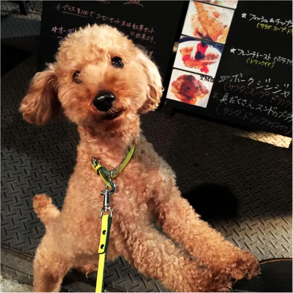 【今日のわんこ】プーニョくんはカフェブレイクよりおさんぽが好き♪_1