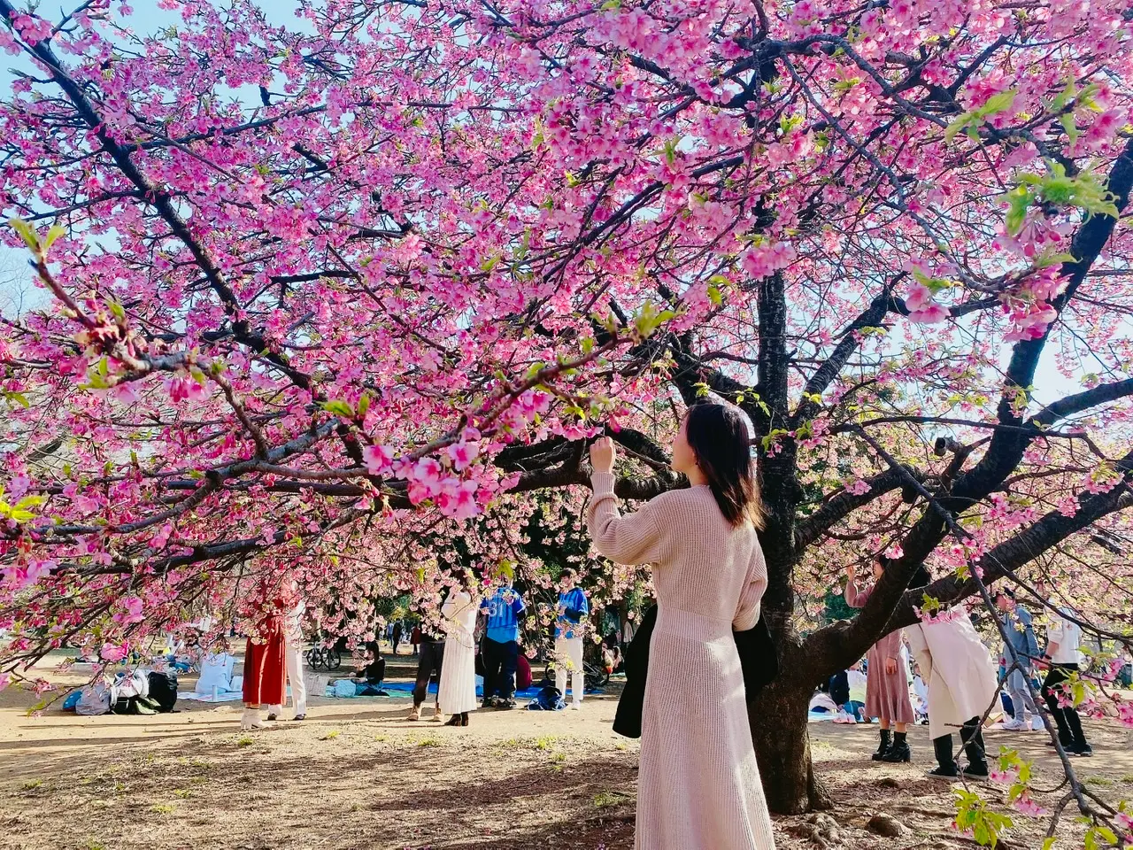 お花見21 今が見頃 都内で 河津桜 が見れるおすすめスポットをご紹介 Moreインフルエンサーズブログ Daily More