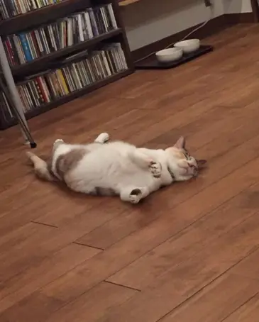 【今日のにゃんこ】どんな夢を見てるの? 涼しいお部屋で爆睡するゆきちゃん_1