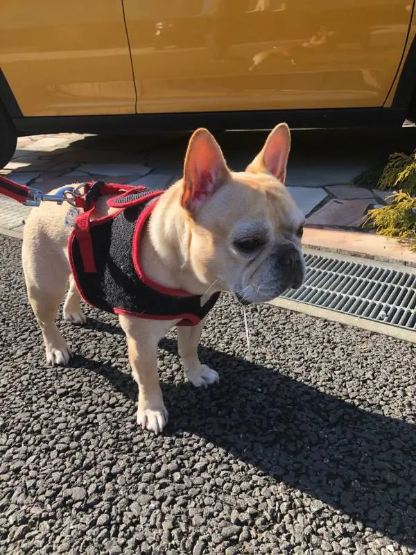 【今日のわんこ】マツコに、あの疑惑が浮上! まさか……_1