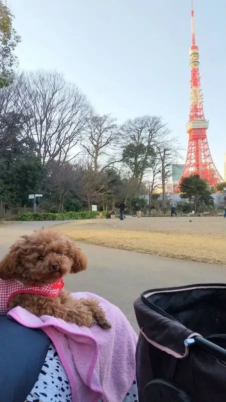 今日のわんこ テテちゃん 東京タワーのそばでランチタイム 今日のわんこ にゃんこ Daily More