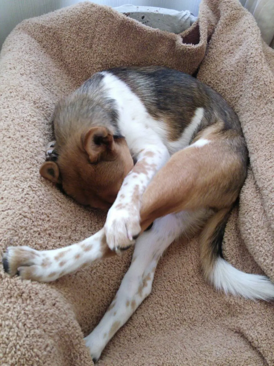本日のわんこ こだまちゃん_1