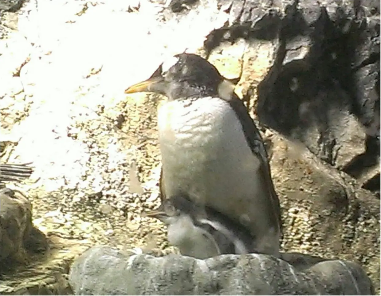 とっても可愛い 海遊館 でペンギンの赤ちゃんが生まれましたよ 443 まゆ Moreインフルエンサーズブログ Daily More