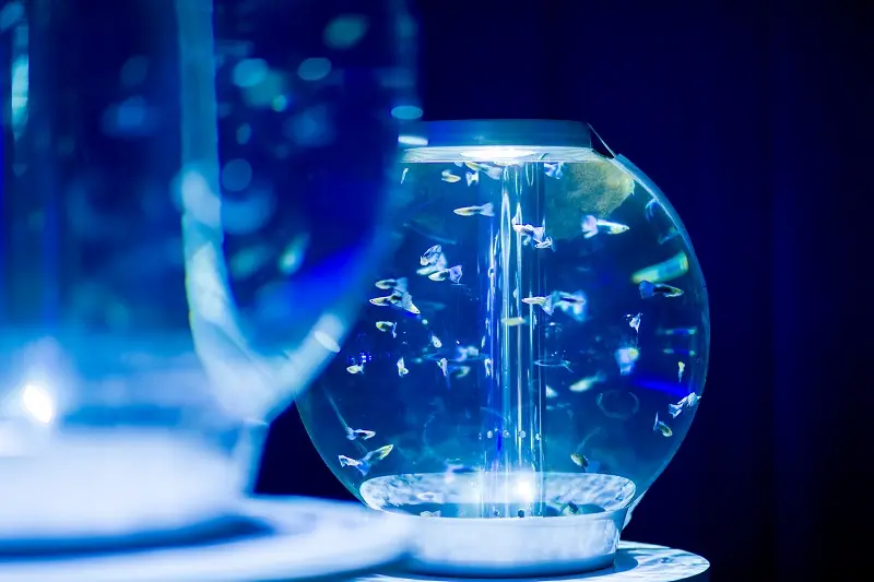 日本初のカフェ型水族館「ジュエリーアクアリウム」が、『イオンレイクタウンKaze』に限定オープン!_1
