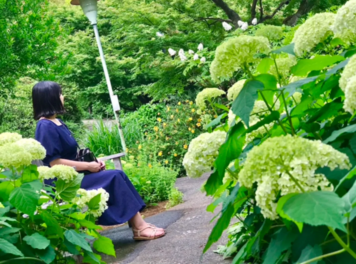 【デートにも女子旅にもおすすめ】 白いあじさい畑×静かな茶室でのティータイム _5