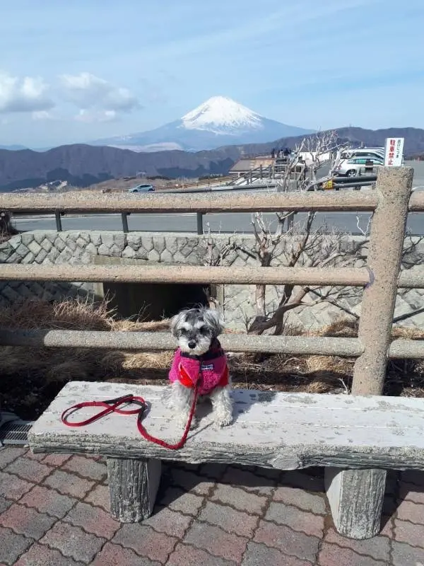 富士山を背景に写真を撮る犬・サクラちゃん