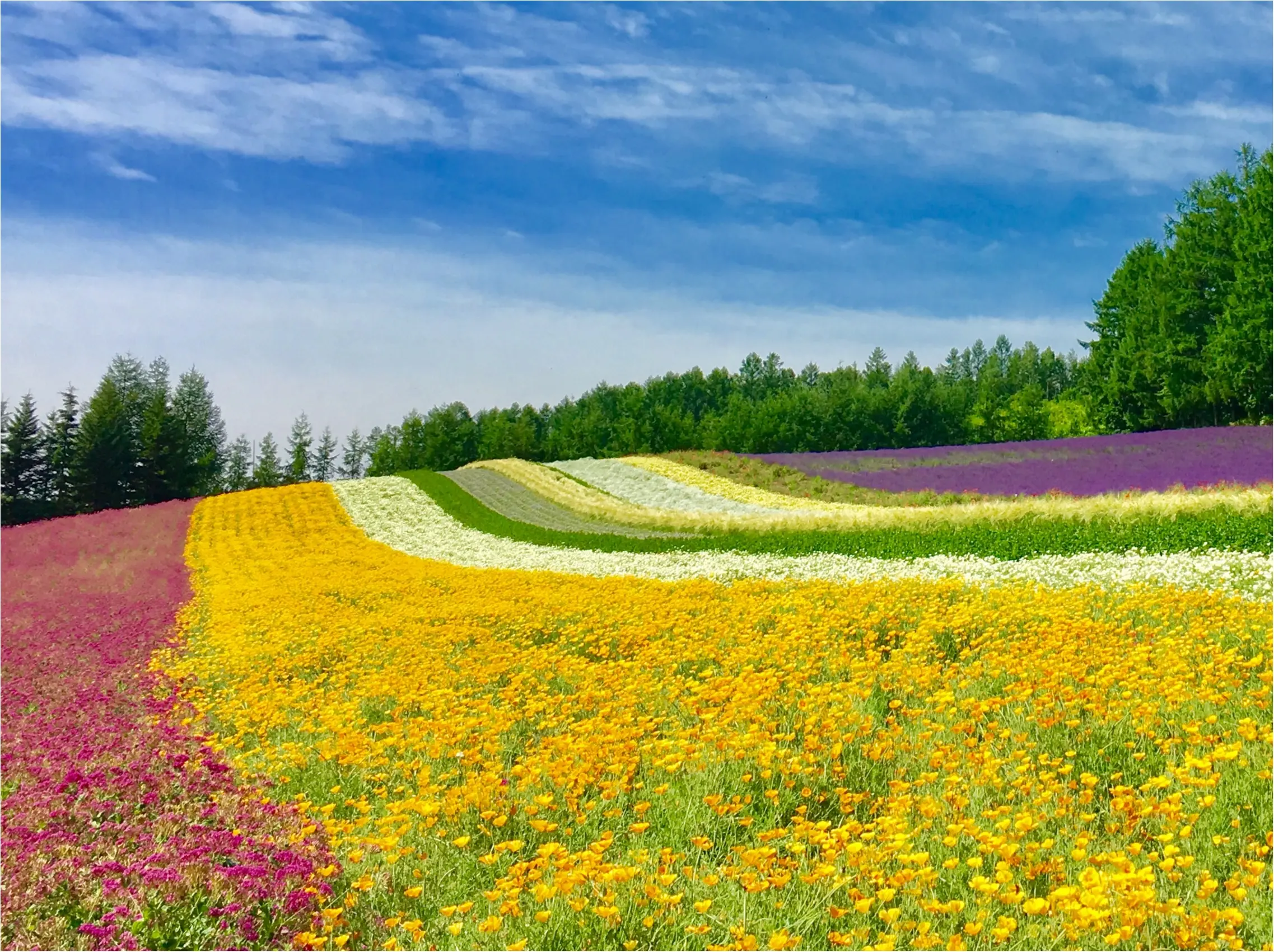 北海道 ラベンダー畑 で初夏を感じて 花のじゅうたん ファーム富田 Moreインフルエンサーズブログ Daily More